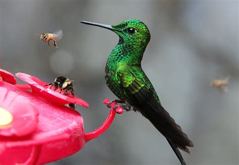 Bee-free hummingbird feeders: how to make hummers safe from bees - Honey Bee Suite