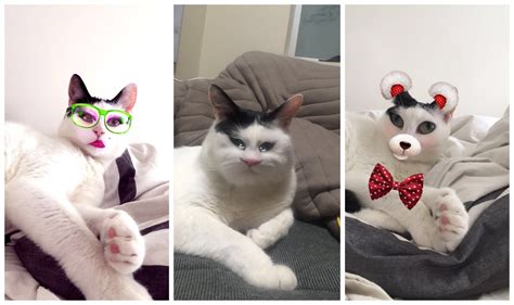 How To Get A Snapchat Filter On Your Cat - Cat Lovster