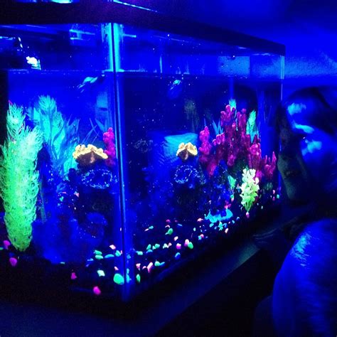 GloFish Aquarium Kit » Petagadget