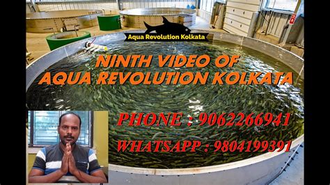 BREEDING OF CLIMBING PERCH (Anabas testudineus) PART 2 || NINTH VIDEO || AQUA REVOLUTION KOLKATA ...