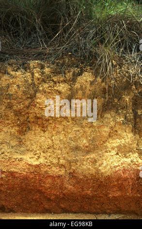 Ultisol soil profile in tropical pine savanna ecosystem showing A ...