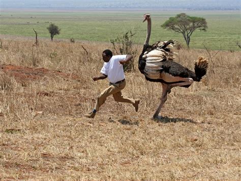 Are Ostriches Dangerous? (Reasons They Attack + How To… | Birdfact