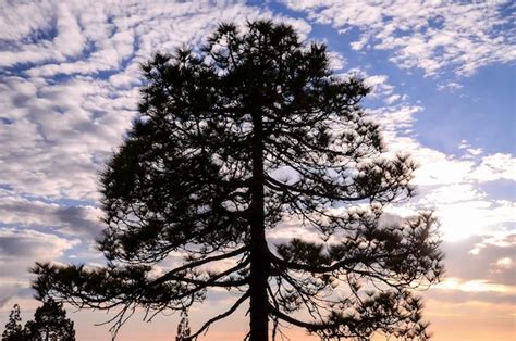 Premium Photo | Silhouette of a tree with sunset at behind