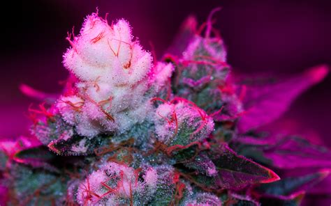 How Are White Tips Formed on Cannabis Buds? - LED - Growers Network Forum