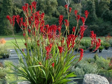 How to grow Kangaroo paw plant - Cherry Blossom