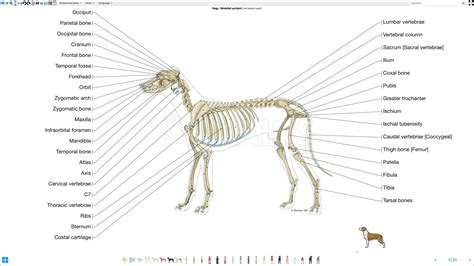 Informative posts depicting different specie anatomy. Specie: Canis lupus familiaris|Domestic ...