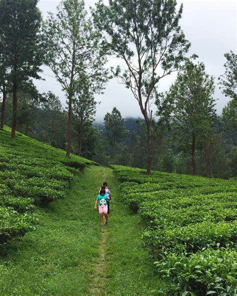 Yang Wajib Kamu lakukan Saat di Gunung Mas Puncak Bogor - angkutkoper.com