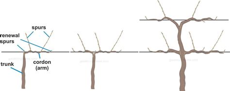 Pruning Grape Vines in Two Easy Steps | Gardeningtheme.com