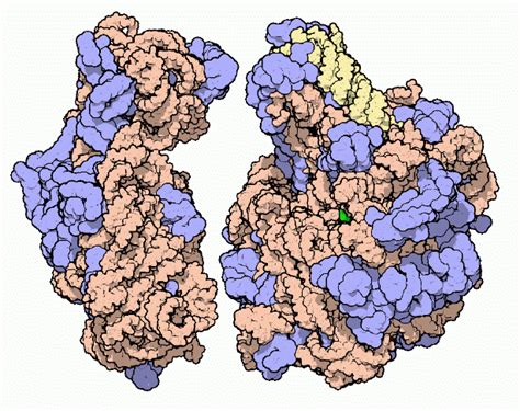 PDB-101: Molecule of the Month: Ribosomal Subunits