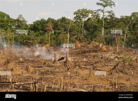 Slash And Burn Deforestation