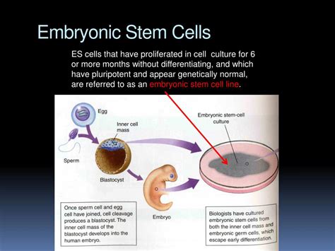 PPT - Human embryonic stem cells – balancing on the ethical edge ...