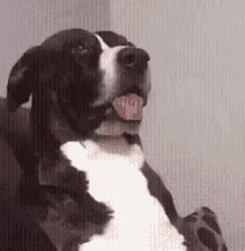 Confused Dog GIFs | Tenor