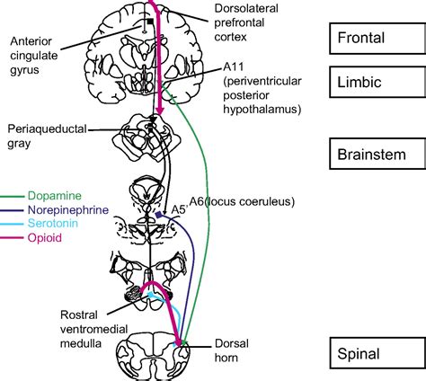 The balancing act: endogenous modulation of pain in functional ...