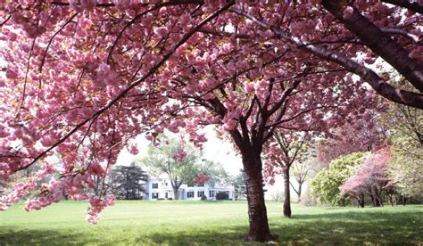 Trees That Blossom Pink Flowers - pic-slobberknocker