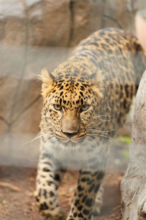 Lee Richardson Zoo | Cool cats, Leopards, Kittens