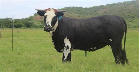 Beauty and Heritage of Nguni Cattle for Sale in South Africa