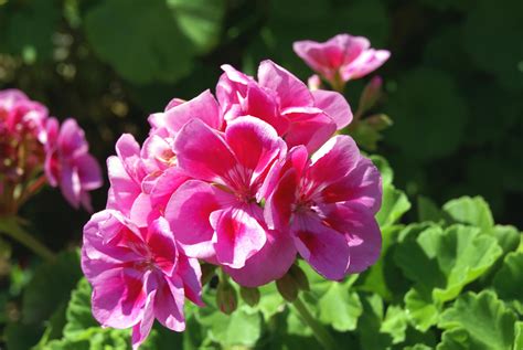 Geranium (Pelargonium) | San Diego Zoo Animals & Plants