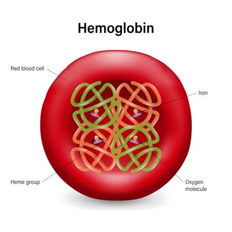 Hemoprotein Stock Photos, Pictures & Royalty-Free Images - iStock