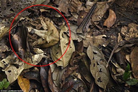 Amazon horned frog uses camouflage to hide from predators in Ecuador ...