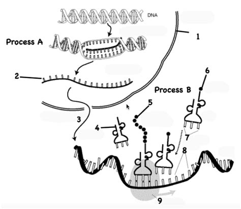 Protein Synthesis Diagram Diagram | Quizlet