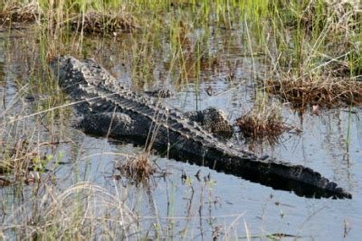 Galveston Island Wildlife The Not So Scary To The Scary!