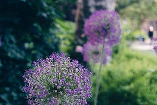 Madison Square Park, morning, Spring | Jeffrey Zeldman | Flickr