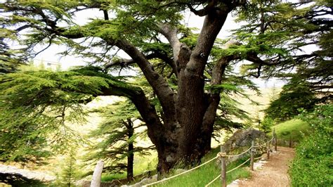 Epic of Gilgamesh and the Cedars of Lebanon - LebanonUntravelled.com