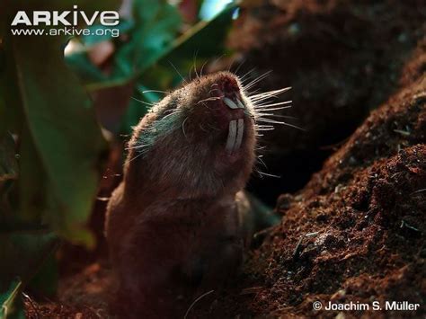 Zambian mole rat - Alchetron, The Free Social Encyclopedia