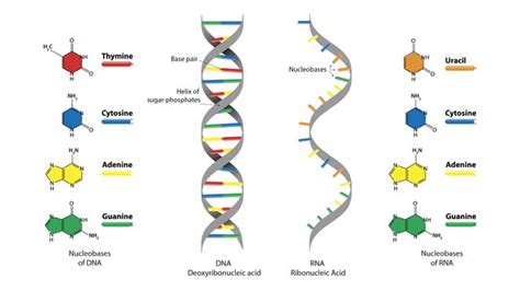 DNA vs. RNA – 5 Key Differences and Comparison | Technology Networks