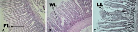 Histology of villus types; A) finger-like (FL), B) wave-like (WL), and ...