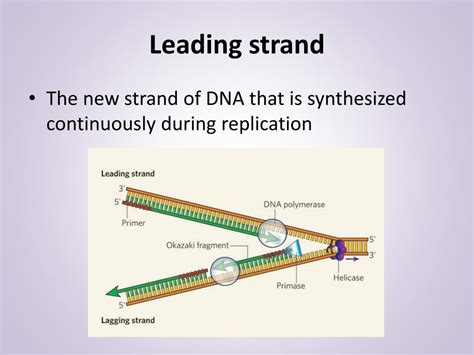 PPT - DNA Replication PowerPoint Presentation, free download - ID:6899779