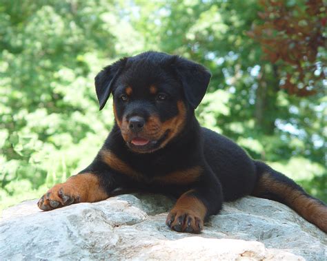 Rottweiler Puppies Wallpapers - Wallpaper Cave