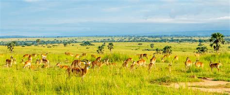 Conservation Areas in Uganda • National Parks and Reserves