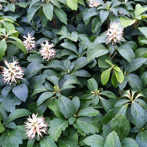 Pachysandra Flowers | ubicaciondepersonas.cdmx.gob.mx