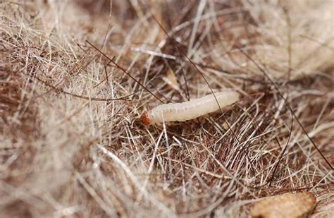 How to Get Rid of Bed Worms - Smart Sleeping Tips