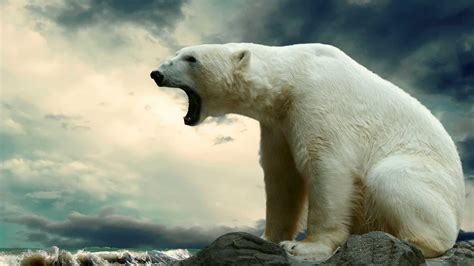 Polar Bear Wallpapers - Top Free Polar Bear Backgrounds - WallpaperAccess