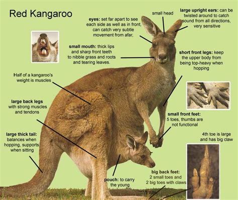 yang li: thesis: kangaroos | Kangaroo, Kangaroo facts for kids, Red ...