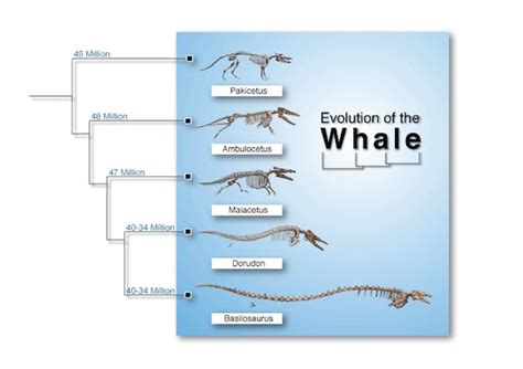 Whale Evolution: Theory, Prediction and Converging Lines of Evidence - BioLogos