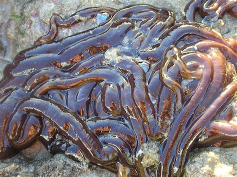 Bootlace Worm Information and Picture | Sea Animals