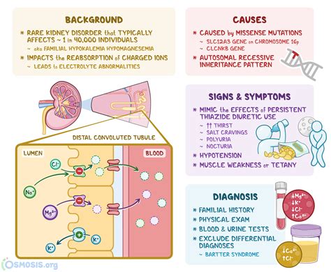 Gitelman Syndrome: What It Is, Causes, Treatment | Osmosis