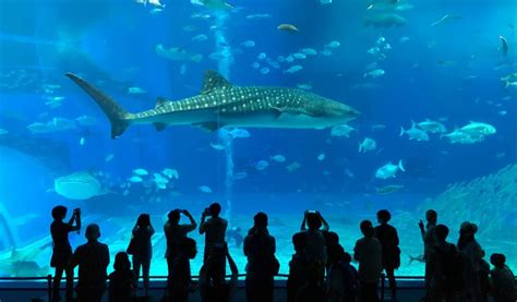 Okinawa Churaumi Aquarium: The Beauty of Ocean Life Up Close | Japan Cheapo