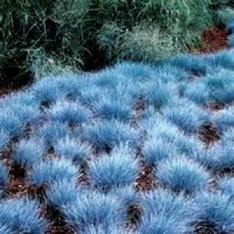 Festuca Glauca Blue Fescue | ubicaciondepersonas.cdmx.gob.mx