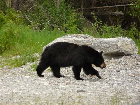 Banff National Park: Black Bear | Banff National Park: Black… | Flickr