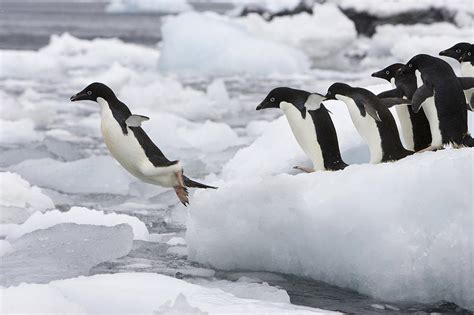 Adelie Penguins Diving Off Iceberg Photograph by Suzi Eszterhas