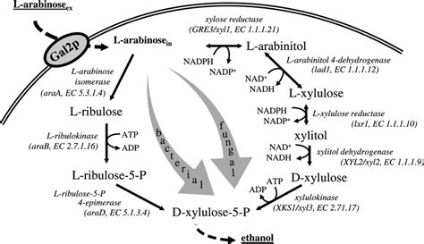 Simplified bacterial (left) and fungal (right) l-arabinose degradation ...