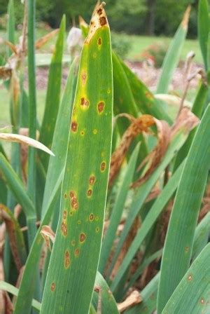 Iris Leaf Spot | Oklahoma State University