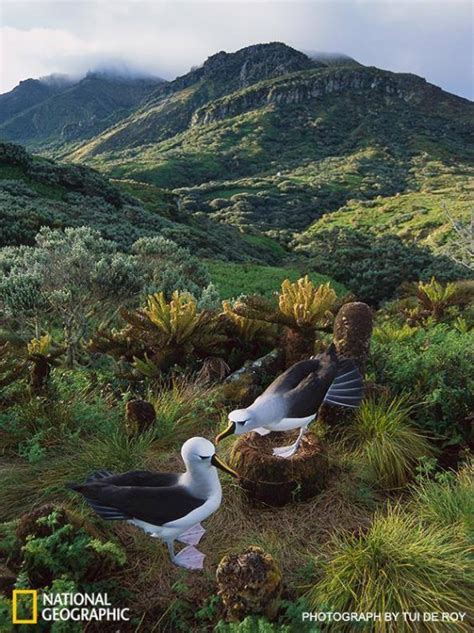 Tristan da Cunha: The world’s most remote inhabited island! | Paul Rose ...