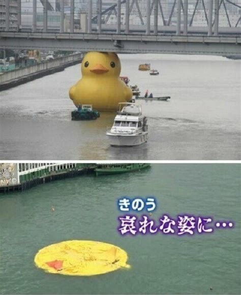 This Giant Rubber Duck Will Fit Under The Bridge No Problem : r/funny