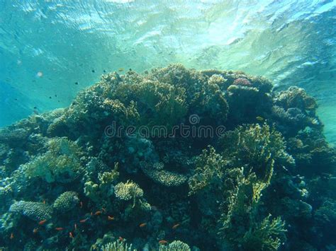 Shoal of fish on the reef stock image. Image of surface - 7312223