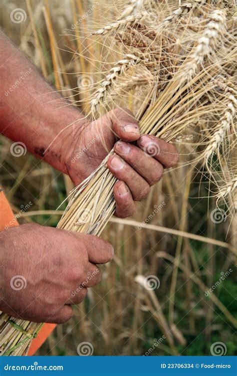 Harvesting wheat by hand stock photo. Image of agriculture - 23706334